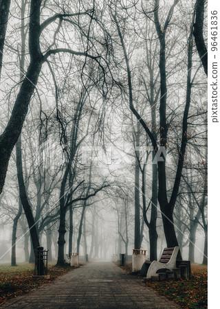 Thick fog in empty autumn park in morning 96461836