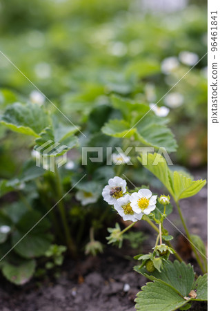 Strawberry plant in blossom. Agriculture, gardening concept. 96461841