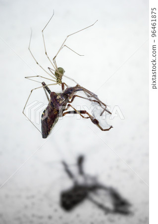 Spider and dead prey on the wall in the room 96461875