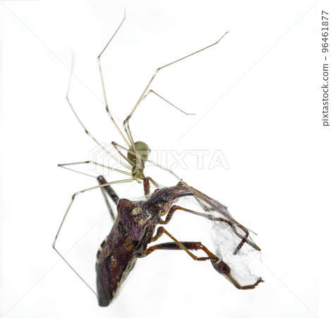 Spider and dead prey on the wall in the room Spider and dead prey on the wall in the room 96461877