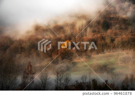 Lonely tree with yellow leaves in autumn foggy forest Lonely tree with yellow leaves in autumn foggy forest 96461878
