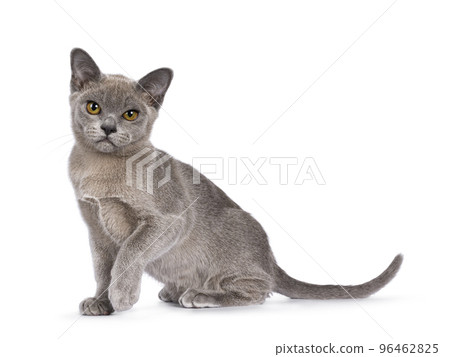 F2 Burmese cat kitten on white background F2 Burmese cat kitten on white background 96462825