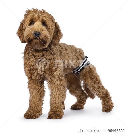 Cobberdog on white background 96462831
