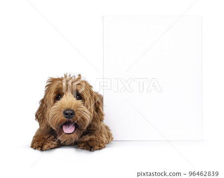 Cobberdog on white background 96462839