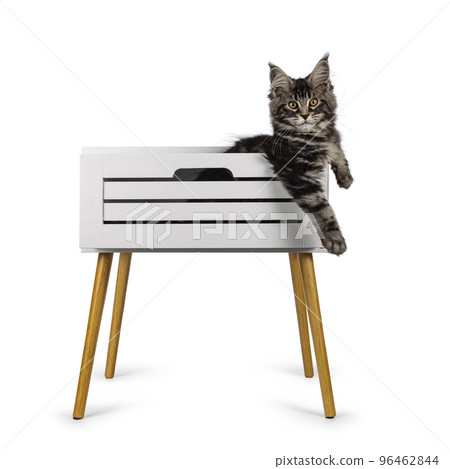 Cat in nightstand on white background 96462844