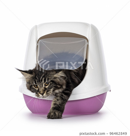 Litterbox with cat on white background 96462849