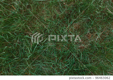 Green grass texture background, Green lawn, Backyard for background, Grass texture, Green lawn desktop picture, Park lawn texture. 96463062