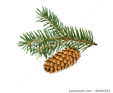 Fir tree branch. Pine twig. 96464043
