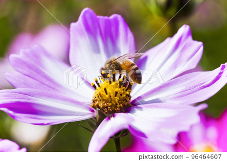Close-up of cosmos flowers with the bee in the outdoor garden. 96464607