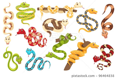 Cartoon snakes in various poses. Anaconda mascot, cute snake and funny tropical reptile vector characters set Cartoon snakes in various poses. Anaconda mascot, cute snake and funny tropical reptile vector characters set 96464838