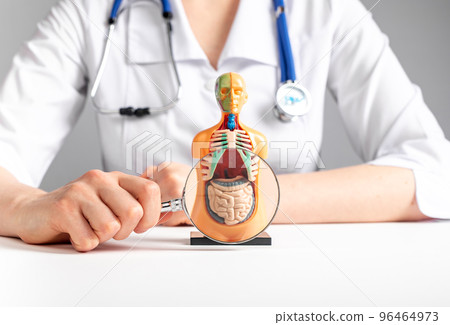 Doctor magnifies with loupe intestines in 3d human model. Anatomy, medical education, abdomen examination and health concept. Woman with stethoscope in lab coat sitting at table 96464973