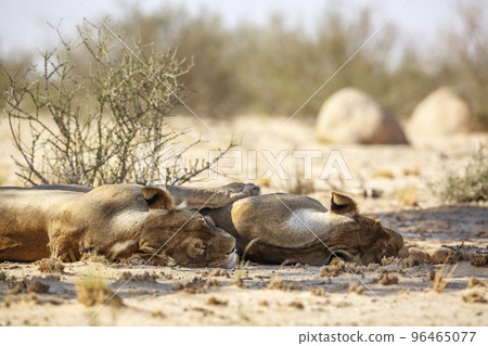 African lion in Kgalagadi transfrontier park, South Africa African lion in Kgalagadi transfrontier park, South Africa 96465077