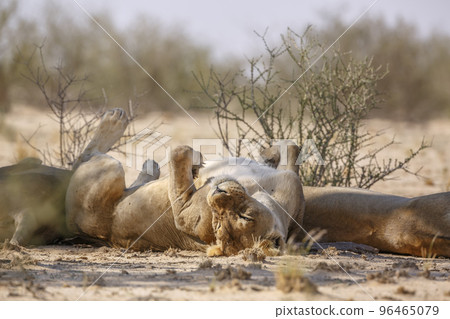 African lion in Kgalagadi transfrontier park, South Africa 96465079