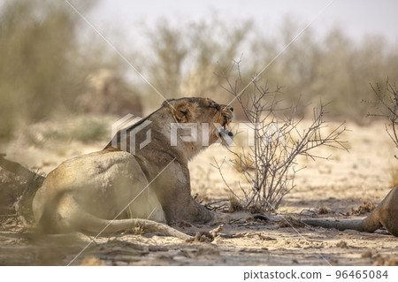 African lion in Kgalagadi transfrontier park, South Africa African lion in Kgalagadi transfrontier park, South Africa 96465084