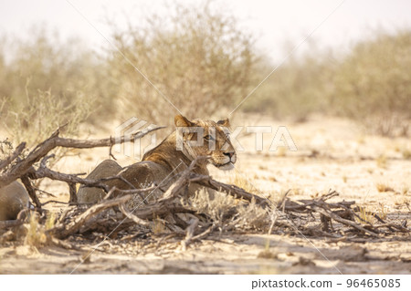 African lion in Kgalagadi transfrontier park, South Africa African lion in Kgalagadi transfrontier park, South Africa 96465085