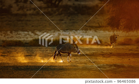 South African Oryx in Kgalagadi transfrontier park, South Africa South African Oryx in Kgalagadi transfrontier park, South Africa 96465086