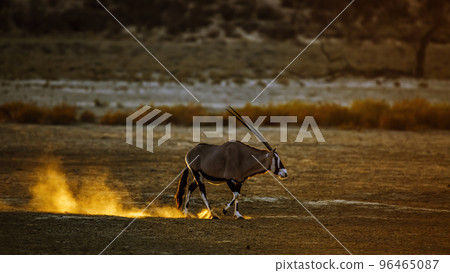 South African Oryx in Kgalagadi transfrontier park, South Africa 96465087