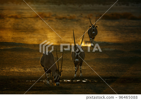 South African Oryx in Kgalagadi transfrontier park, South Africa 96465088