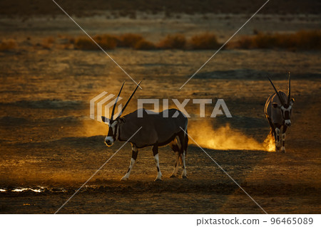 South African Oryx in Kgalagadi transfrontier park, South Africa South African Oryx in Kgalagadi transfrontier park, South Africa 96465089