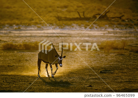 South African Oryx in Kgalagadi transfrontier park, South Africa 96465099