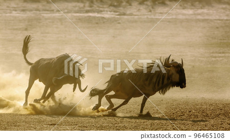 Blue wildebeest in Kgalagadi transfrontier park, South Africa 96465108
