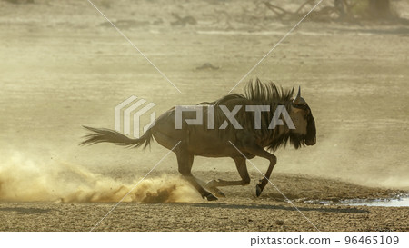 Blue wildebeest in Kgalagadi transfrontier park, South Africa 96465109