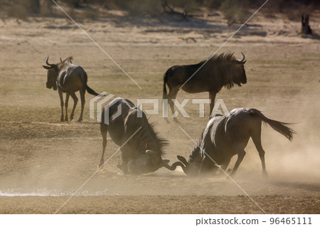Blue wildebeest in Kgalagadi transfrontier park, South Africa Blue wildebeest in Kgalagadi transfrontier park, South Africa 96465111