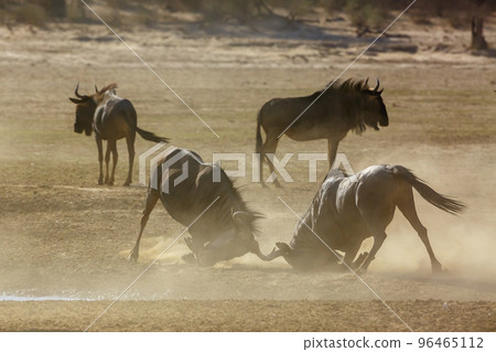 Blue wildebeest in Kgalagadi transfrontier park, South Africa 96465112