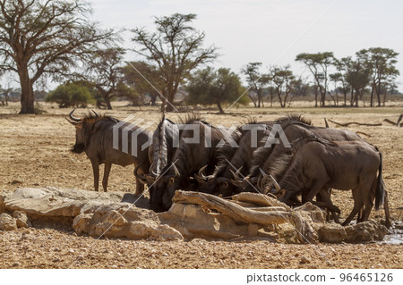 Blue wildebeest in Kgalagadi transfrontier park, South Africa 96465126