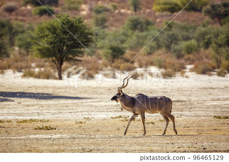 Greater kudu in Kgalagadi transfrontier park, South Africa 96465129