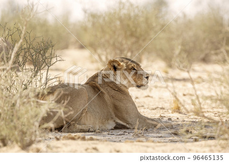 African lion in Kgalagadi transfrontier park, South Africa African lion in Kgalagadi transfrontier park, South Africa 96465135