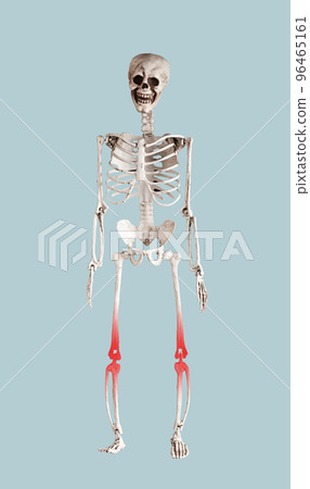 Skeleton with knee pain, bone disease on blue Skeleton with knee pain, bone disease on blue 96465161