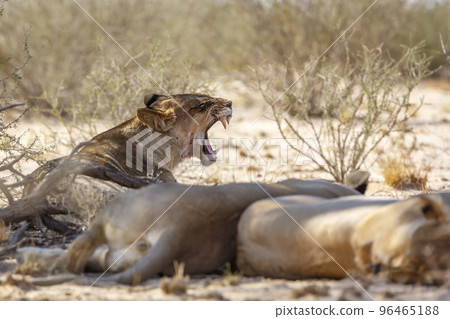 African lion in Kgalagadi transfrontier park, South Africa African lion in Kgalagadi transfrontier park, South Africa 96465188