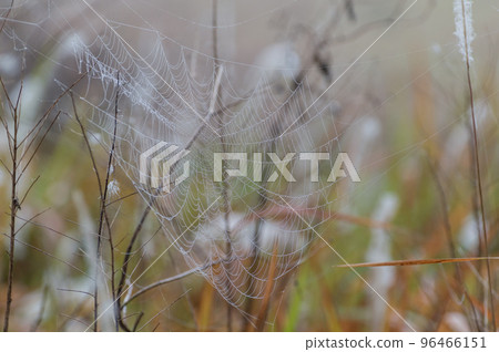 Large spiderweb with morning dew Large spiderweb with morning dew 96466151