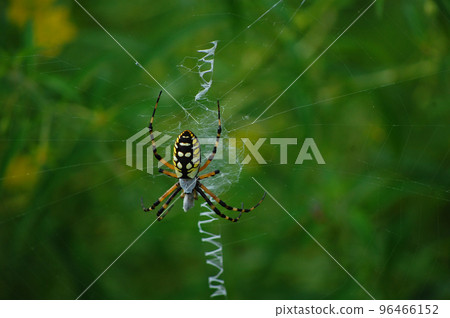 Large yellow and black spider Large yellow and black spider 96466152