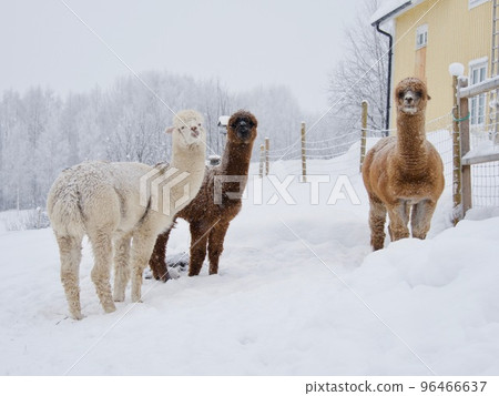 Alpacas in a farm of Europe. Winter time Alpacas in a farm of Europe. Winter time 96466637