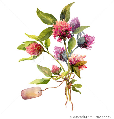 Watercolor drawing bouquet of clover flowersand with tag, bow, isolated on white background. 96466639