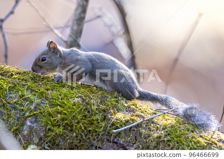 有冬天毛皮的野生日本松鼠 有冬天毛皮的野生日本松鼠 96466699
