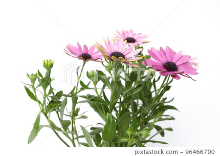 白色背景骨乳 96466700