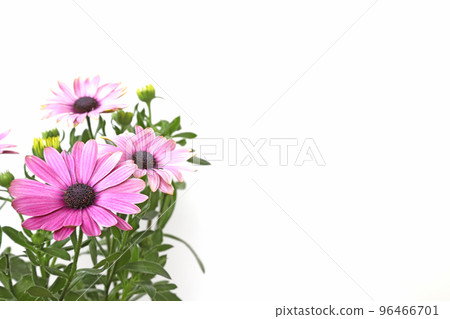 白色背景骨乳 96466701