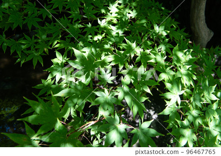 Niigata, a wealthy farmer's mansion Niigata, a wealthy farmer's mansion 96467765