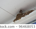 Swallow's nest 96468053