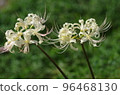 White cluster amaryllis 96468130