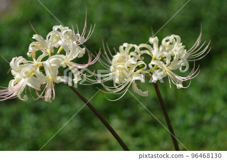 White cluster amaryllis 96468130