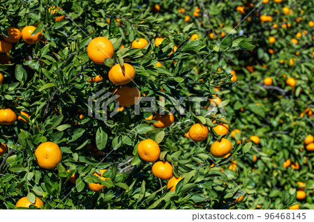 Delicious mandarin oranges from Izu mandarin garden 96468145