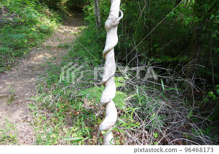 Twisted tree Twisted tree 96468173