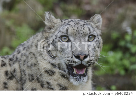 雪樹豹雪豹雪樹豹的表情 96468254