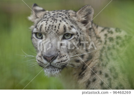 Snow leopard snow leopard facial expression Snow leopard snow leopard facial expression 96468269