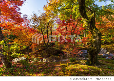 秋天在佐賀嵐山，京都有秋葉的法京院 96468357