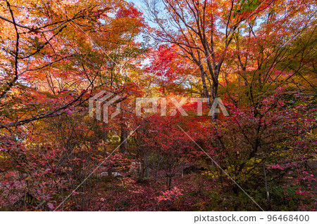 Autumn in Saga-Arashiyama, Kyoto Hokyo-in Temple with autumn leaves 96468400